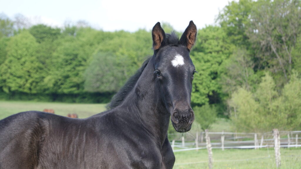 Hengstveulen voor Lovely Romance Mansolein en Jerveaux