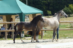 Prachtige resultaten op veulenkeuring France Dressage!