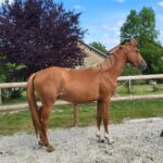 Lorinthe Mansolein verkocht naar Frankrijk
