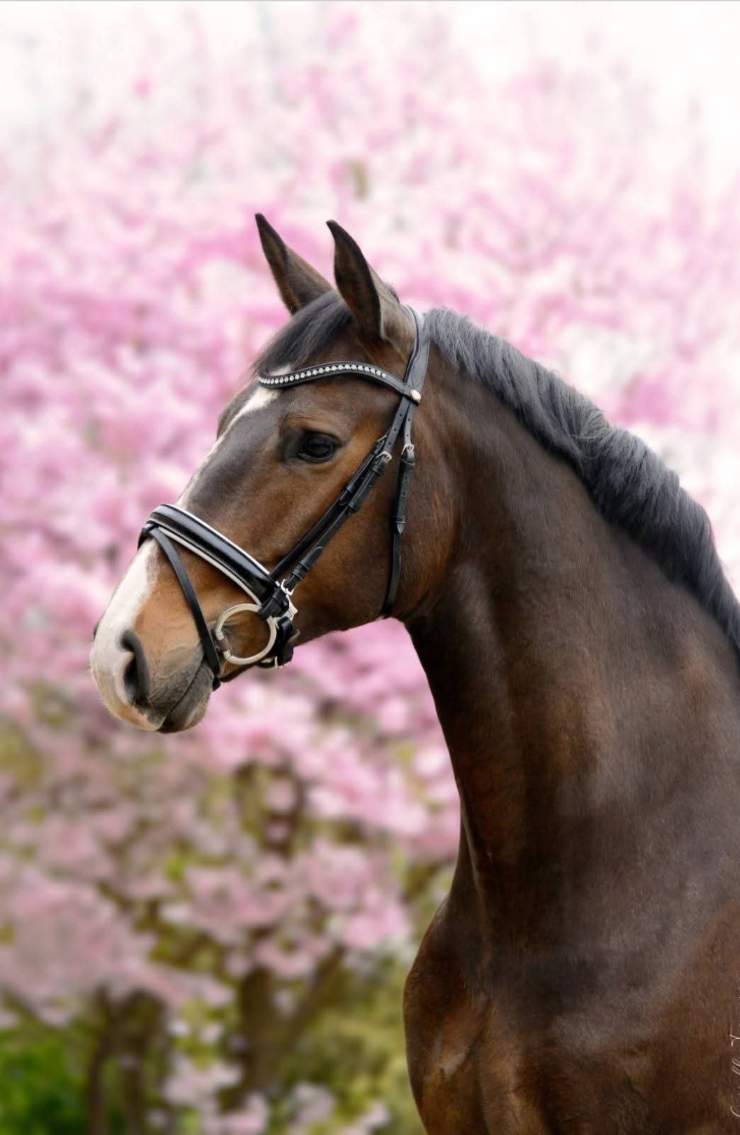 Sportresultaten Mansolein paarden Augustus